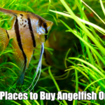 Best Places to Buy Angelfish Online