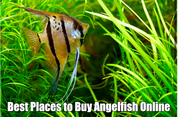 Best Places to Buy Angelfish Online
