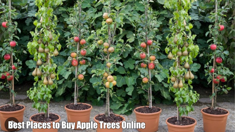 Best Places to Buy Apple Trees Online