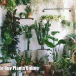 Best Places to Buy Plants Online