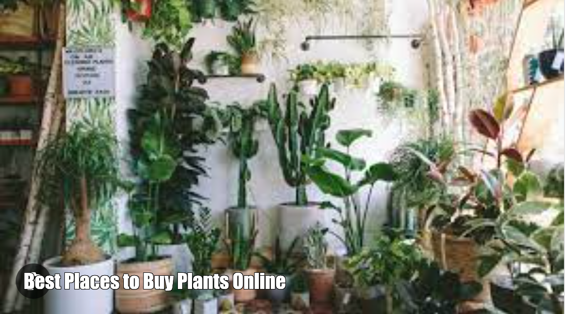 Best Places to Buy Plants Online (Indoor & Outdoor Plants)