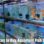 Best Places to Buy Aquarium Fish Online