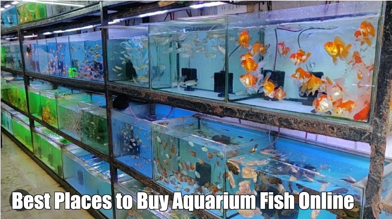 Best Places to Buy Aquarium Fish Online 2023